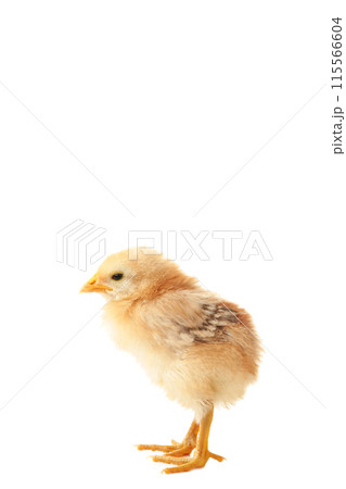 Little yellow chicken isolated on the white background 115566604