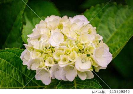 梅雨に咲く紫陽花 115566846