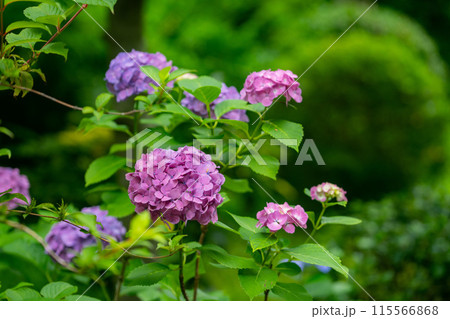 上野に咲く美しい紫陽花 115566868