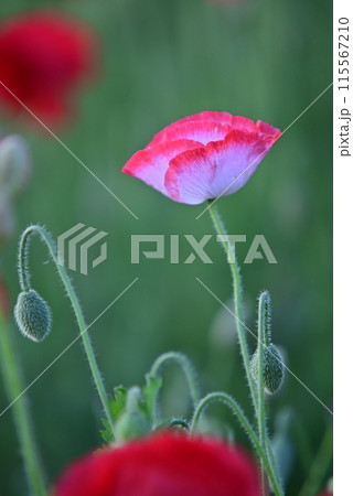 雨に濡れたポピーの花 雨に濡れたポピーの花 115567210
