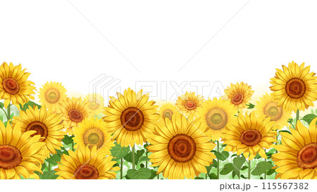 ひまわり畑 白背景 透過 16:9のイラスト素材 [115567382] - PIXTA