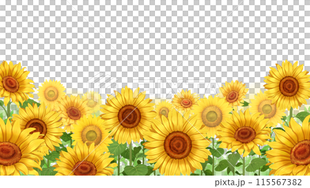ひまわり畑 白背景 透過 16:9のイラスト素材 [115567382] - PIXTA