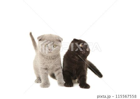 Black and grey british kittens isolated on white background 115567558