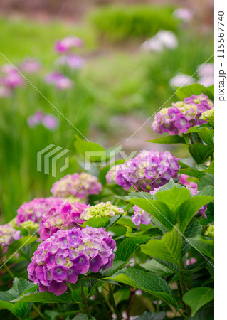 初夏に咲いた紫陽花 115567740