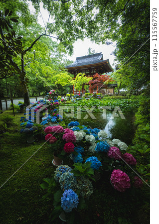 奈良県 室生寺の紫陽花 奈良県 室生寺の紫陽花 115567759