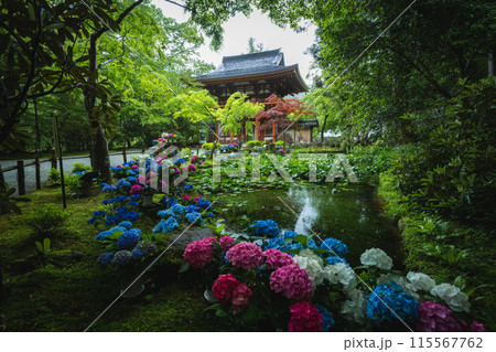 奈良県 室生寺の紫陽花 奈良県 室生寺の紫陽花 115567762