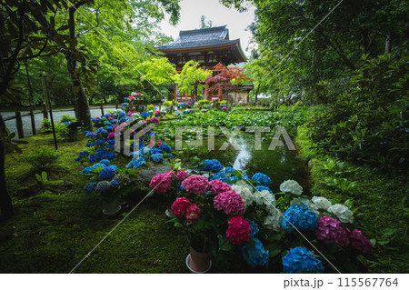 奈良県 室生寺の紫陽花 奈良県 室生寺の紫陽花 115567764