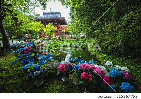 奈良県　室生寺の紫陽花 115567765