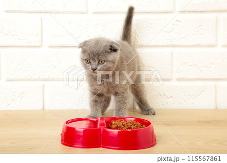 Grey british shorthair kitten eats on white background 115567861