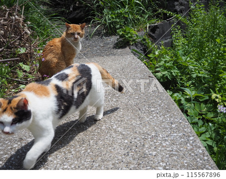 三毛猫を見送る茶白猫 三毛猫を見送る茶白猫 115567896