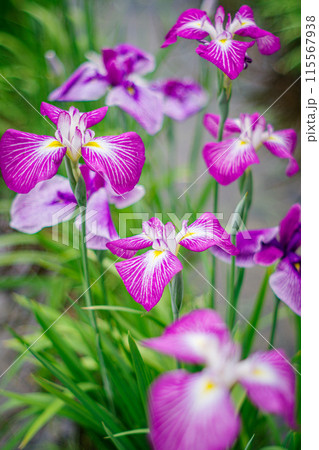 ピンク色の花びらが美しいハナショウブ 115567938