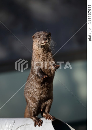 立ち上がりポーズをとるコツメカワウソ 立ち上がりポーズをとるコツメカワウソ 115567951