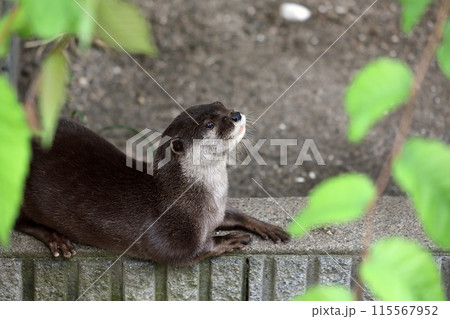 伏せて見上げるコツメカワウソ 115567952