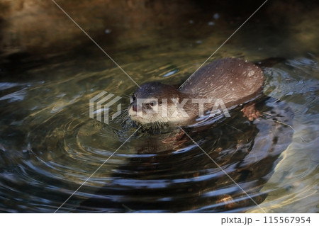 水に入ったコツメカワウソ 115567954