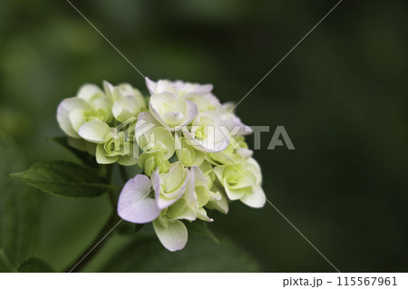 白い紫陽花 115567961