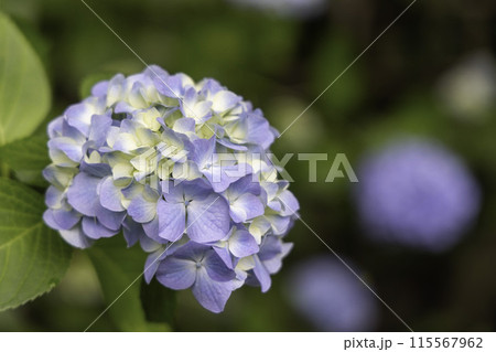 青い紫陽花 115567962