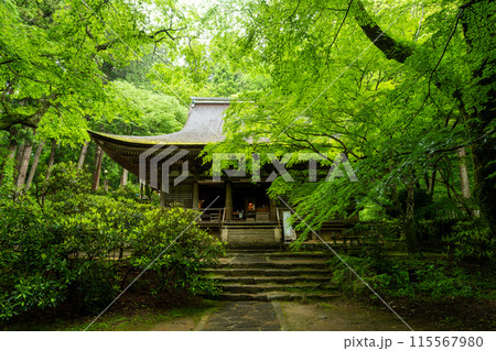 奈良県　新緑の室生寺　本堂 115567980