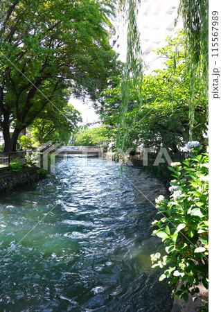 広瀬川 115567989