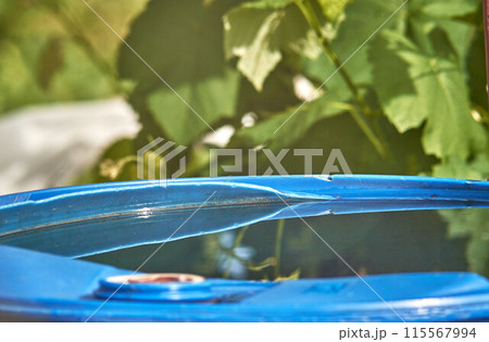 A barrel filled with water on a blurred background of a grape bush. 115567994
