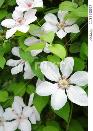 Flowering white clematis in the garden. Beautiful white clematis flower Flowering white clematis in the garden. Beautiful white clematis flower 115568097