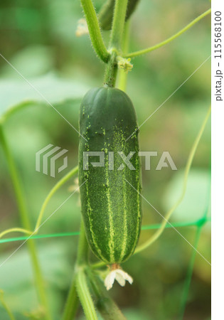 Growing green cucumbers in the garden. Fresh vegetable Growing green cucumbers in the garden. Fresh vegetable 115568100