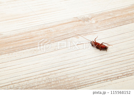 Dead cockroach on floor. Concept the problem in the house because of cockroaches living in the kitchen and pest control, using poisonous spray to kill cockroach at home. 115568152