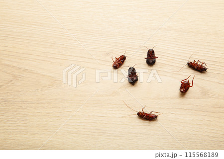 Dead cockroaches on floor. Concept the problem in the house because of cockroaches living in the kitchen and pest control, using poisonous spray to kill cockroach at home. 115568189