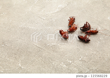 Dead cockroaches on grey background. Concept the problem in the house because of cockroaches living in the kitchen and pest control, using poisonous spray to kill cockroach at home. 115568229