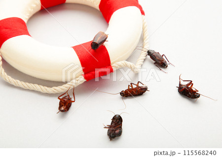 Dead cockroaches and lifebuoy on grey. Insect companies concept prevents house-threatening insects. Pest control 115568240