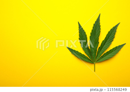 Cannabis leaves, marijuana leaves on yellow background with copy space 115568249
