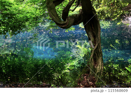 神秘の湖・丸池様（山形県・遊佐町） 115568609