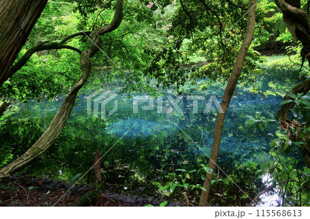 神秘の湖・丸池様(山形県・遊佐町) 神秘の湖・丸池様(山形県・遊佐町) 115568613