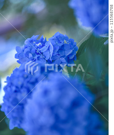ふんわり紫陽花 115568708