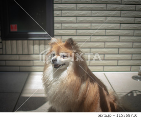 飼い主を見つめるチポメラニアン 115568710