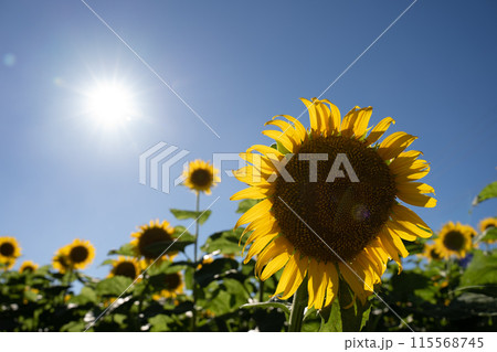 夏の向日葵 115568745