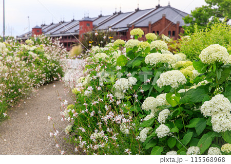 横浜市ー横浜赤レンガ倉庫と満開の紫陽花の花 横浜市ー横浜赤レンガ倉庫と満開の紫陽花の花 115568968