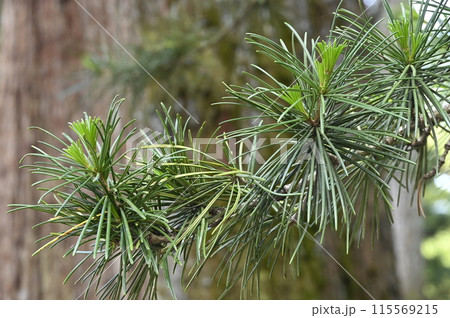 コウヤマキ 115569215