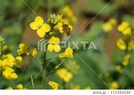 Bee on a rape flower in the garden, closeup of photo 115569280