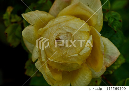 Close up summer flower sunny day Close up summer flower sunny day 115569300