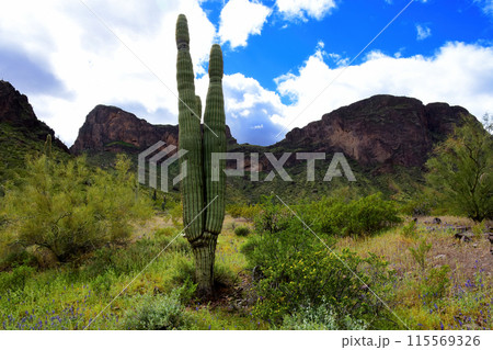 Sonora Desert Arizona Picacho Peak State Park 115569326