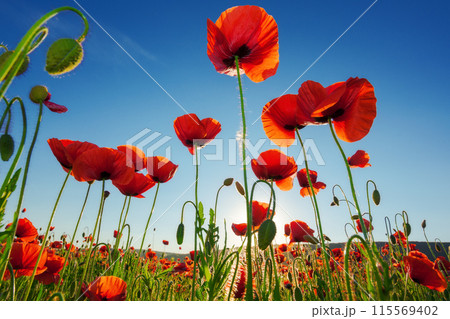 red poppy field. beautiful countryside landscape at sunset beneath a blue sky in summer. sun behind the flowers. wonderful outdoor nature background red poppy field. beautiful countryside landscape at sunset beneath a blue sky in summer. sun behind the flowers. wonderful outdoor nature background 115569402