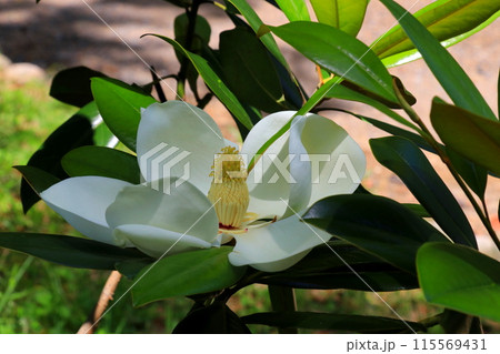 白いタイサンボクの花 白いタイサンボクの花 115569431