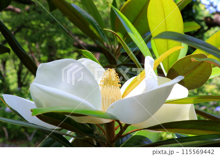 白いタイサンボクの花 115569442