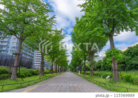 光が丘公園 ふれあいの径 光が丘公園 ふれあいの径 115569989