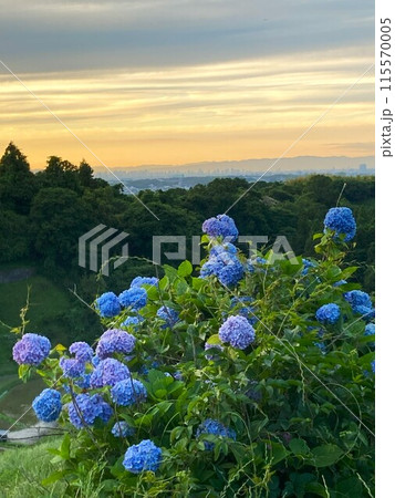 下赤阪の棚田（日本の棚田百選） ／ 大阪府千早赤阪村 115570005