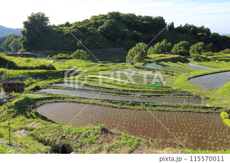 下赤阪の棚田(日本の棚田百選) / 大阪府千早赤阪村 下赤阪の棚田(日本の棚田百選) / 大阪府千早赤阪村 115570011