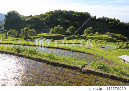 下赤阪の棚田(日本の棚田百選) / 大阪府千早赤阪村 下赤阪の棚田(日本の棚田百選) / 大阪府千早赤阪村 115570020