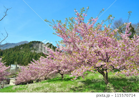 石瀬の桜(新潟県) 石瀬の桜(新潟県) 115570714