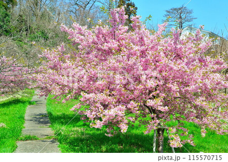 石瀬の桜（新潟県） 115570715
