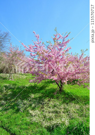 石瀬の桜（新潟県） 115570717